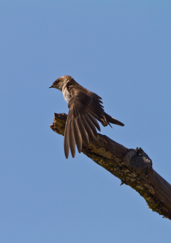 Tree Swallow